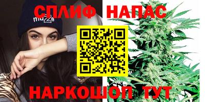 стаф Можга